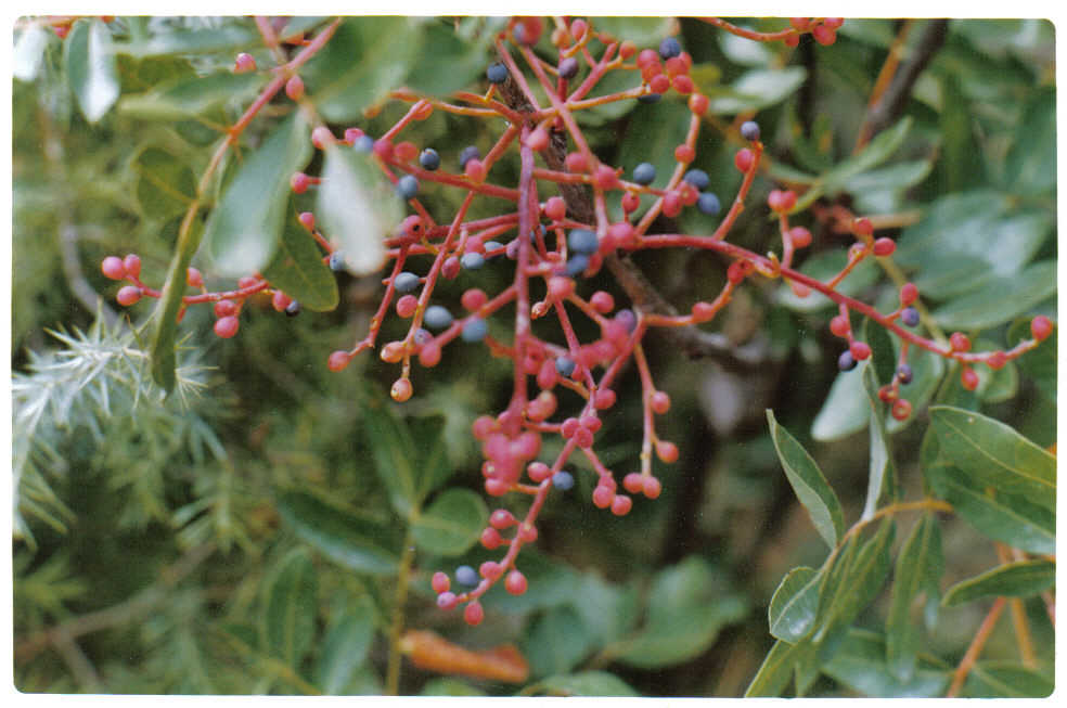 Sepp Holzer says "plant lots of poisonous plants" pistacia berries 3.jpg